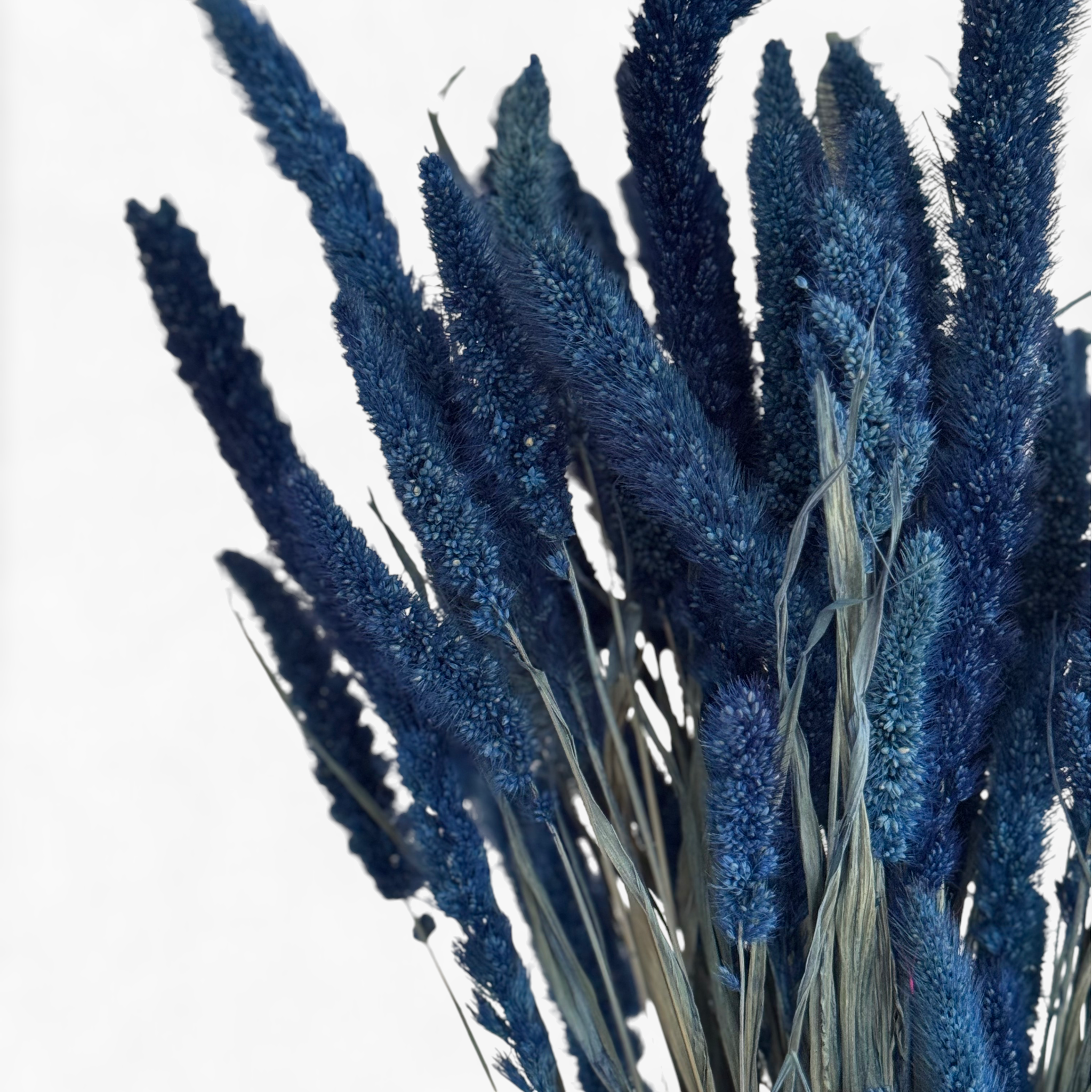 Setaria | Borstenhirse | Blau