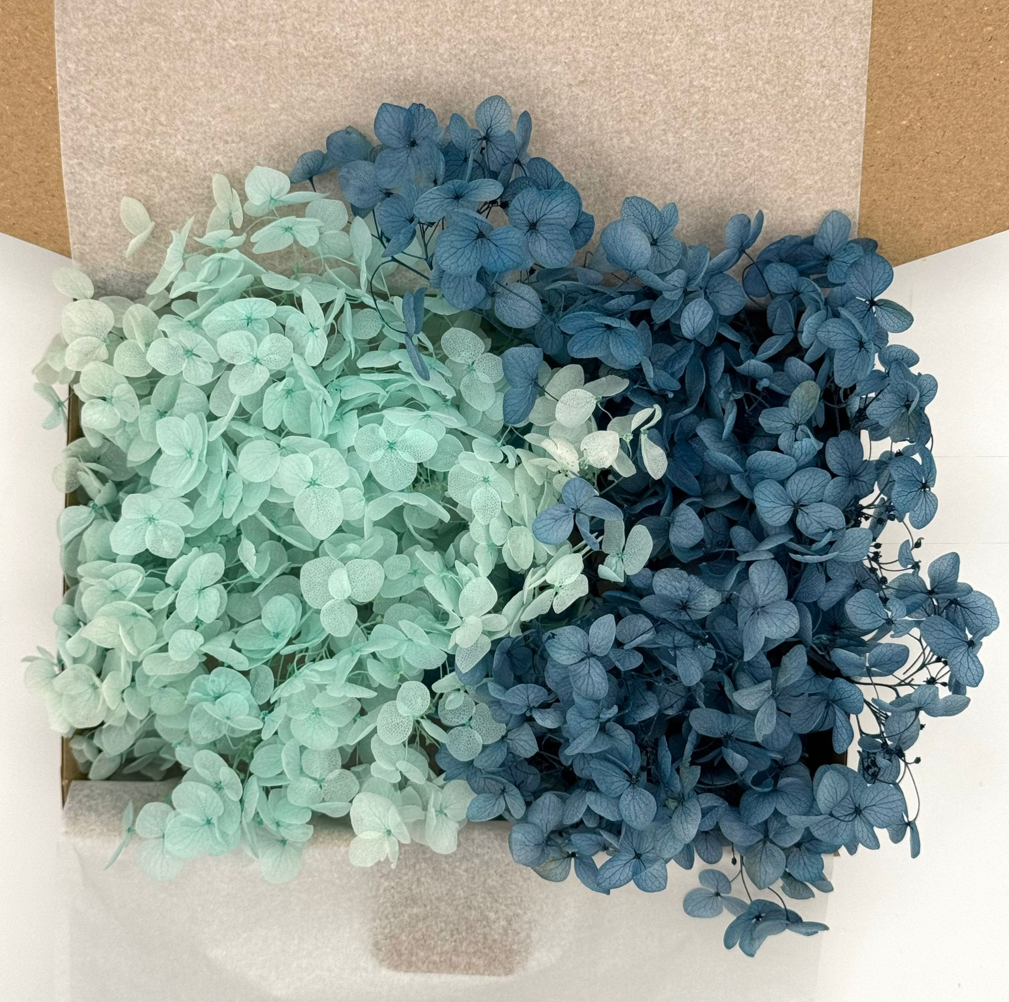 Hortensien Mix | Türkis Blau