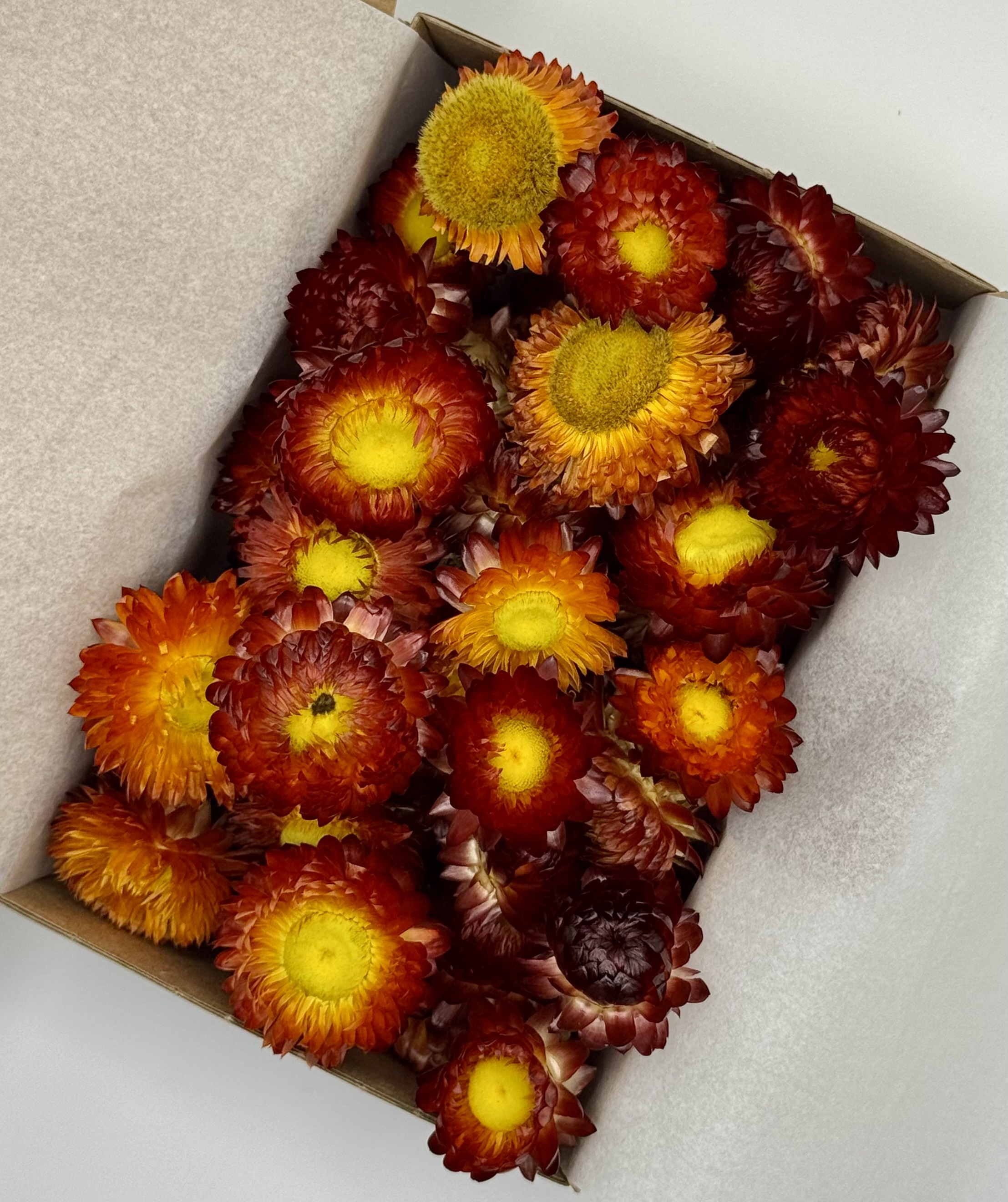 Strohblumenköpfe rot | S