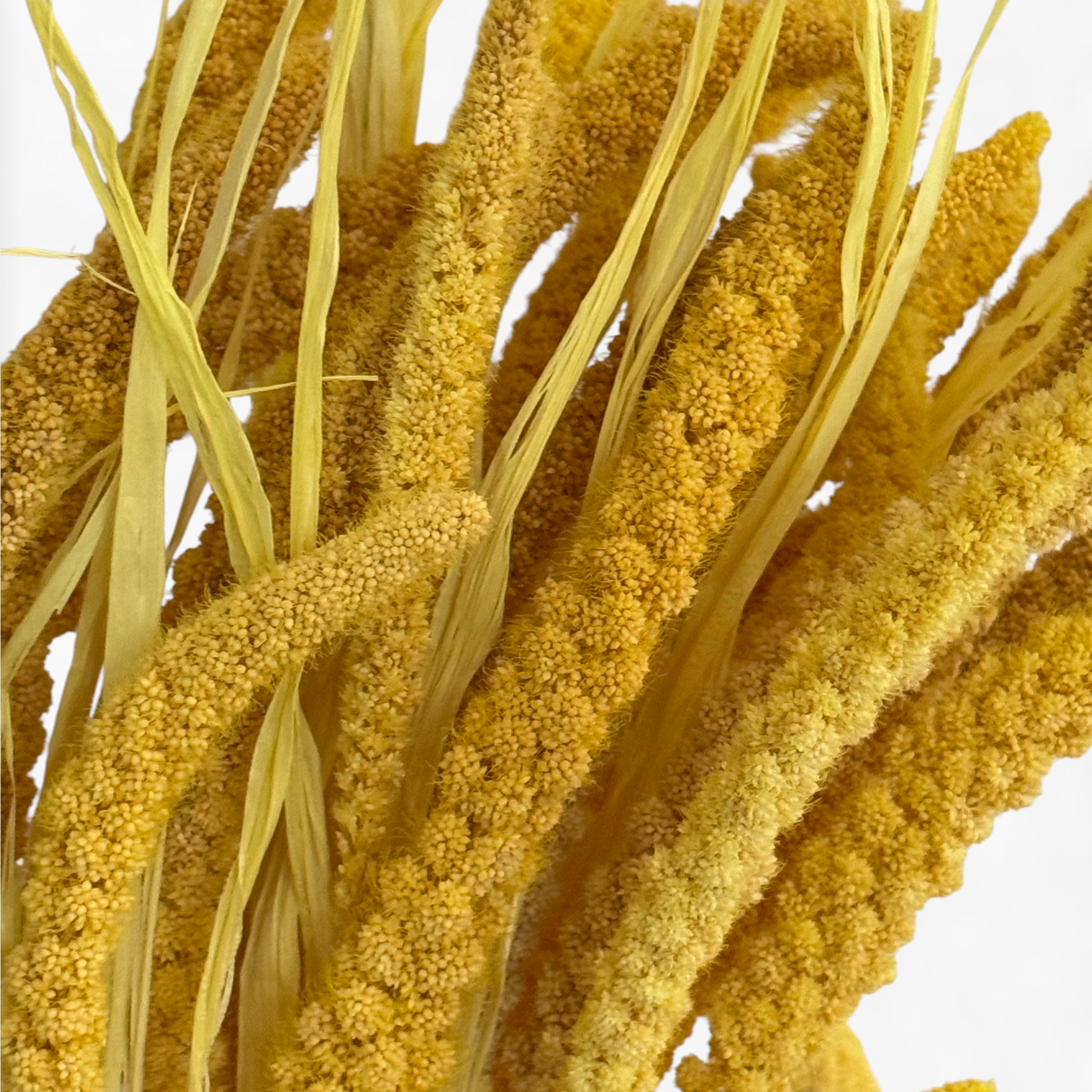 Setaria | Borstenhirse vers. Farben