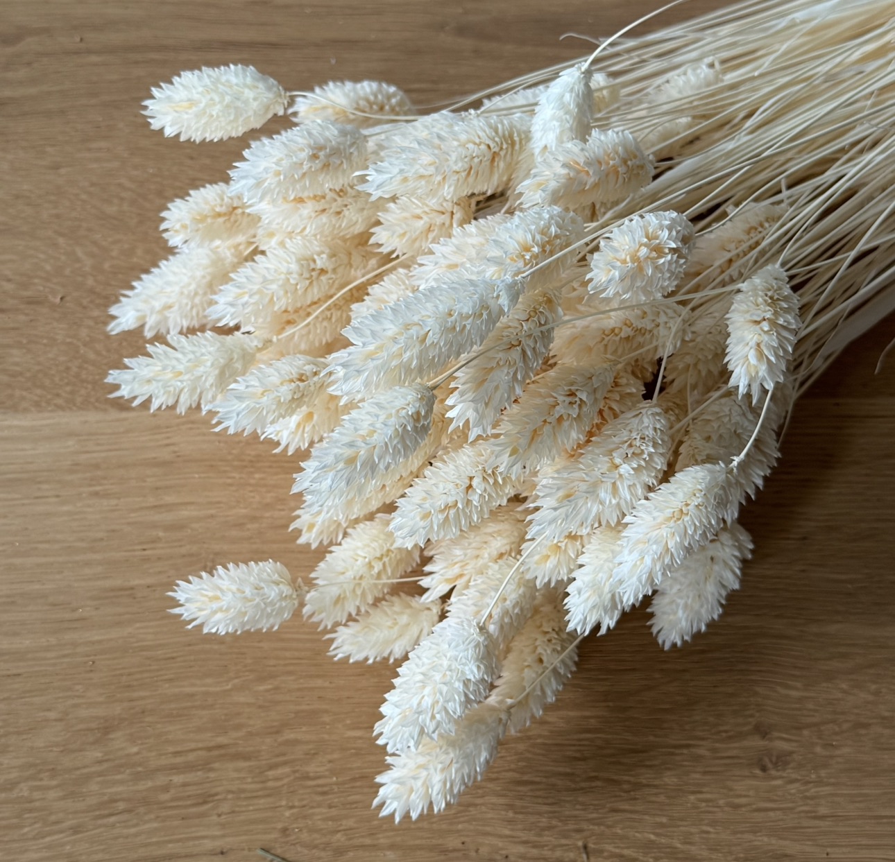 Phalaris | Kanariengras | Weiß