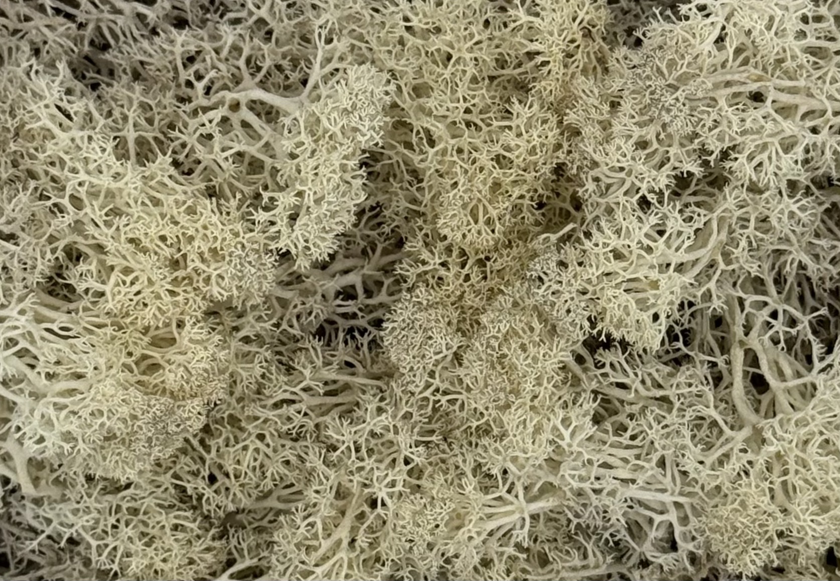 Islandmoos | Naturweiß