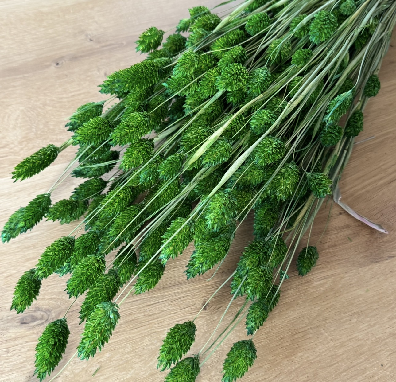 Phalaris | Kanariengras | Grün