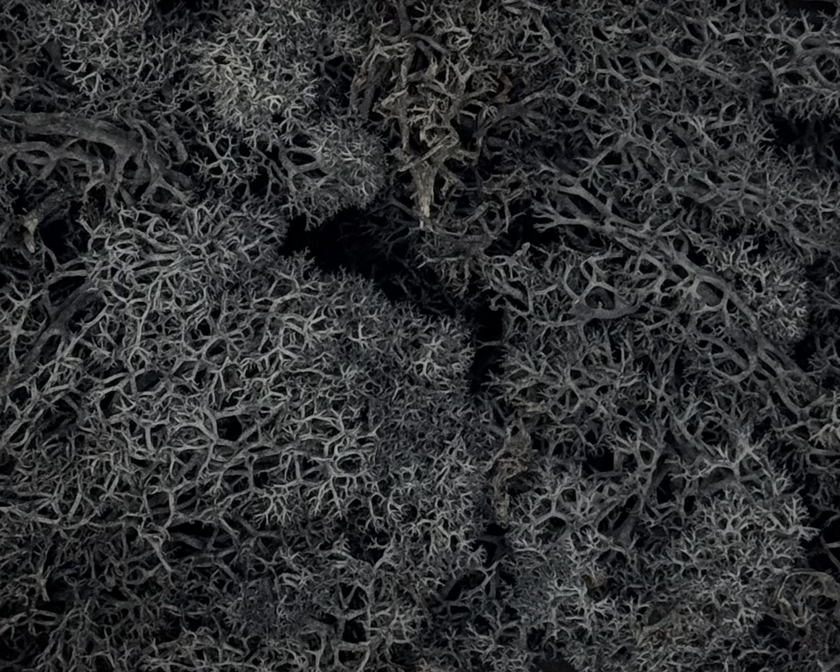 Islandmoos | Schwarz