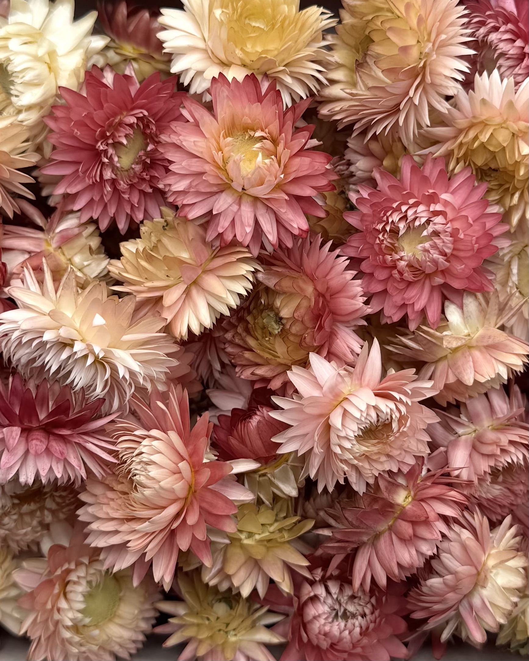 Strohblumenköpfe Rosa | S