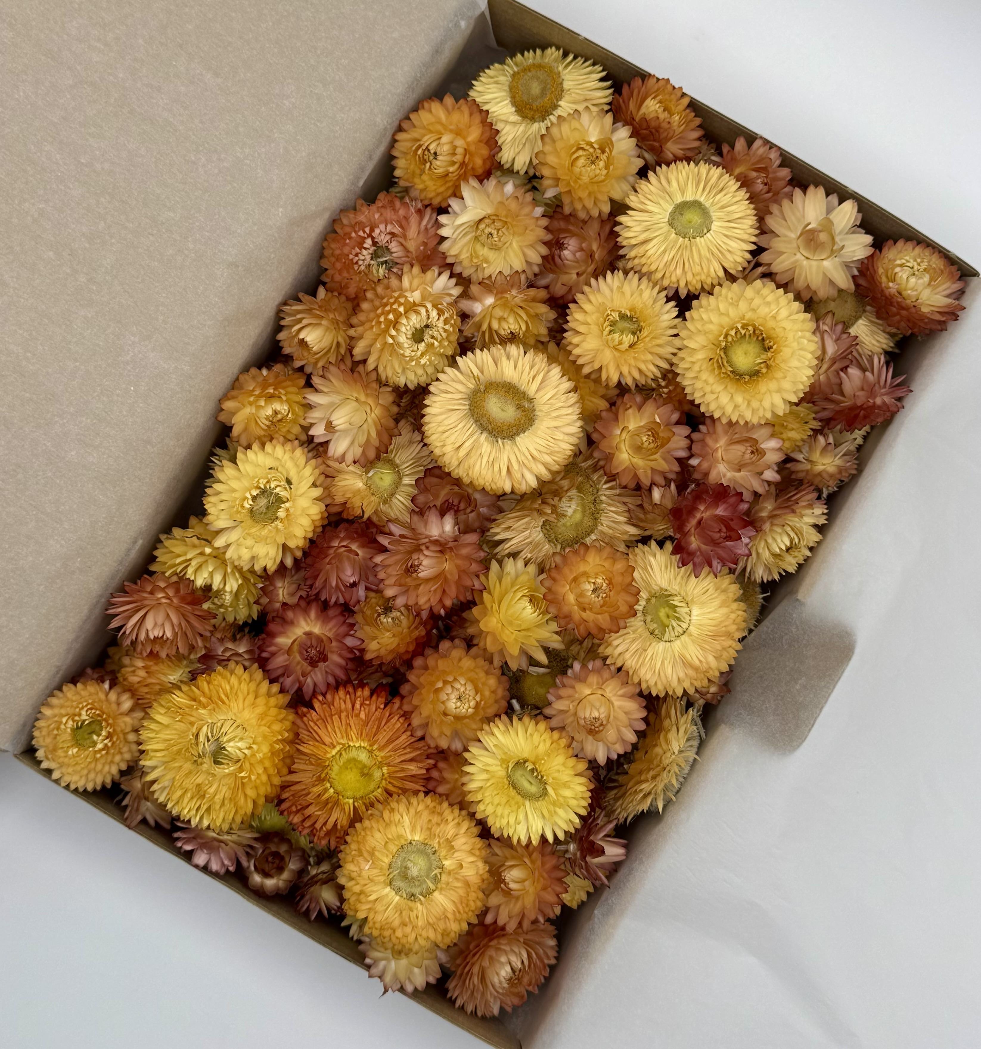 Strohblumenköpfe Salm | L