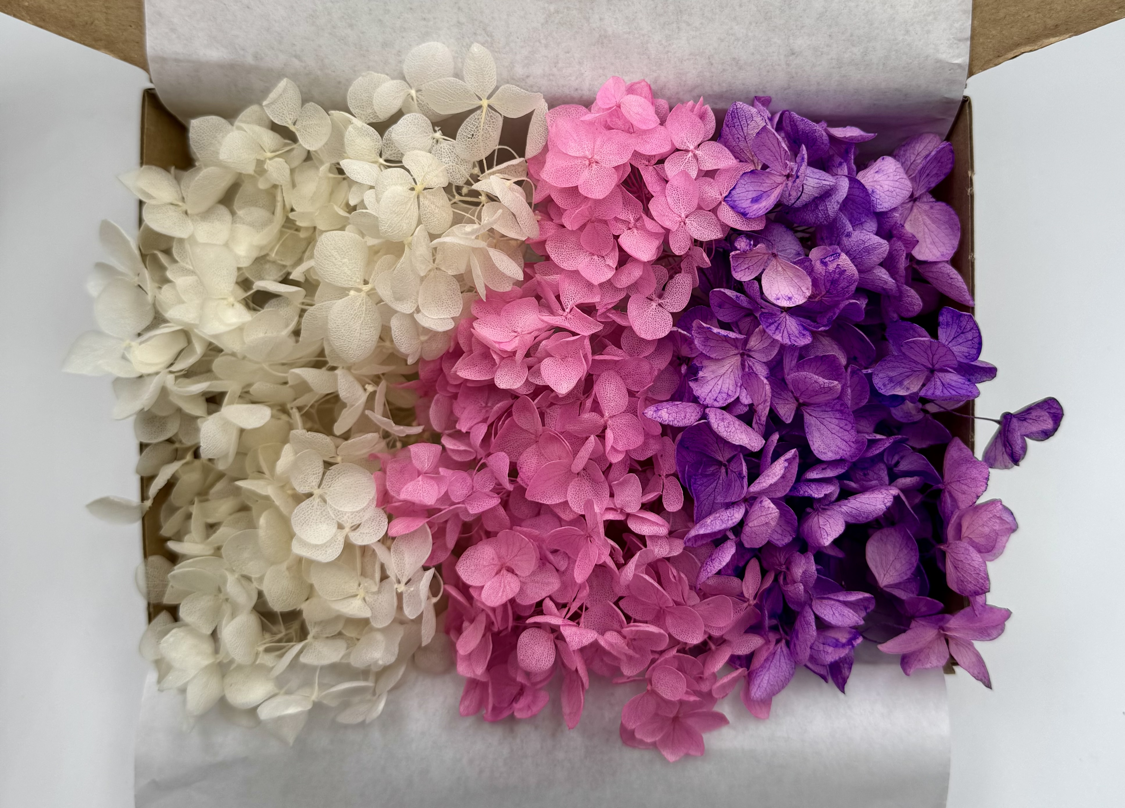 Hortensienzauber No. 1