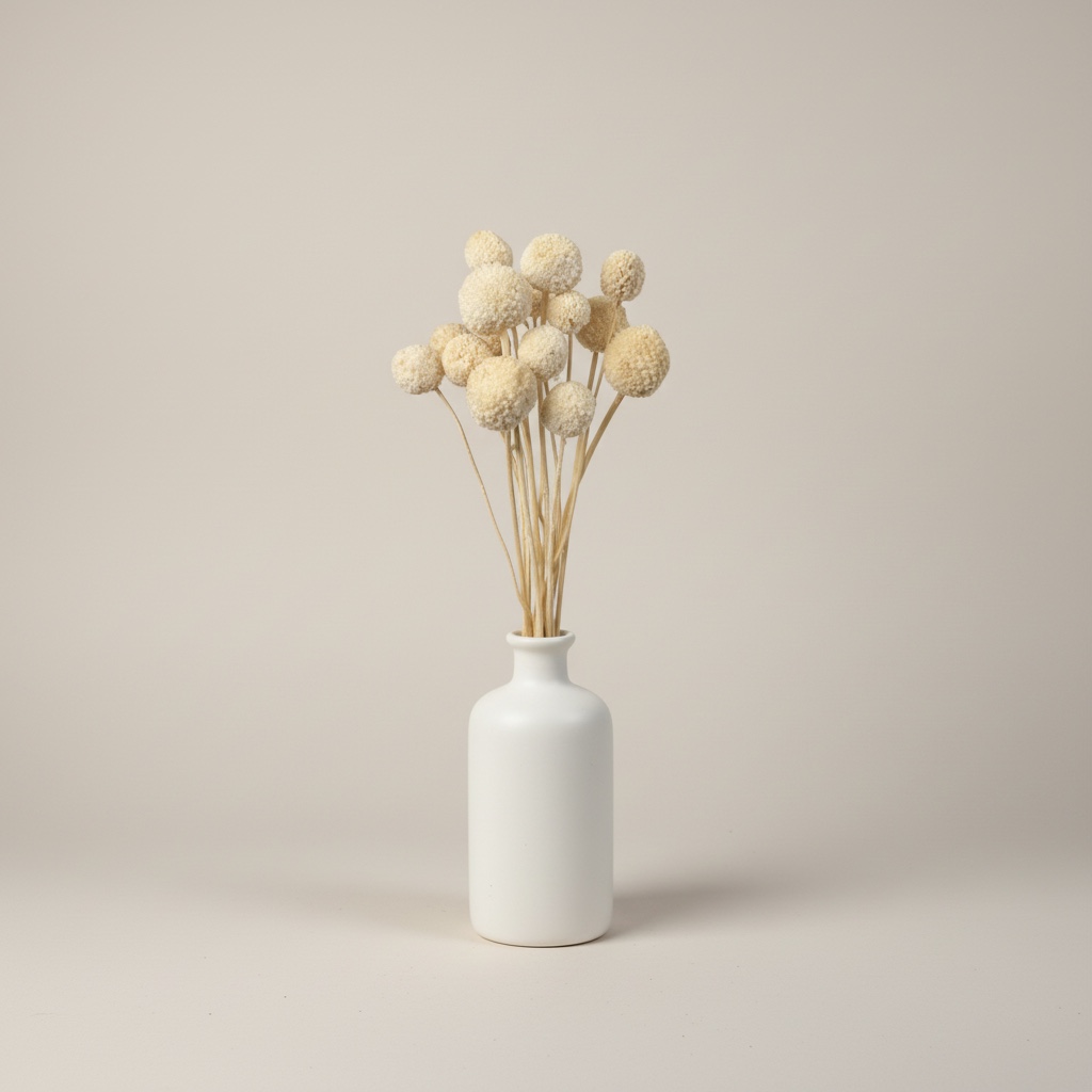 Craspedia | Trommelstöckchen | Cream