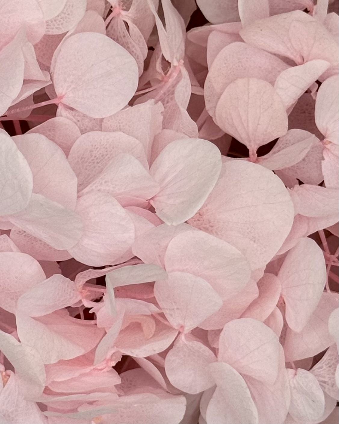 Hortensienzauber Rosa