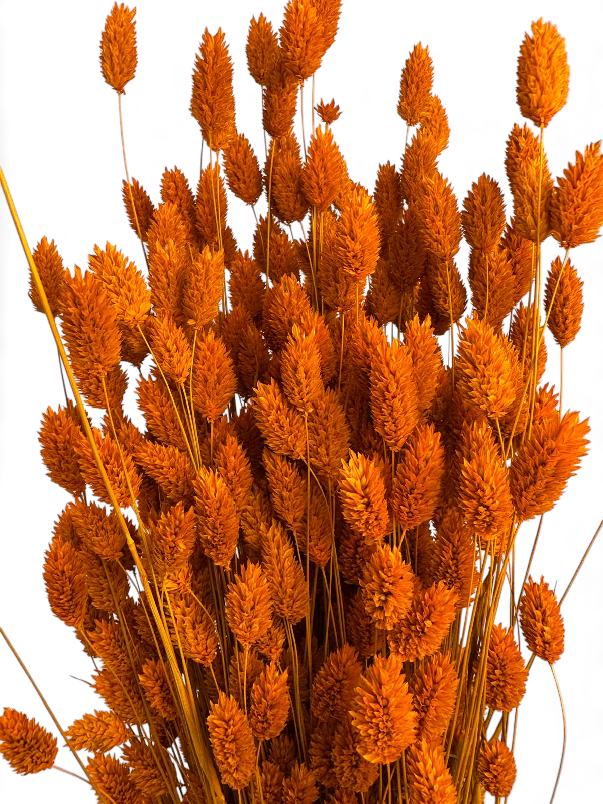 Phalaris | Kanariengras vers. Farben