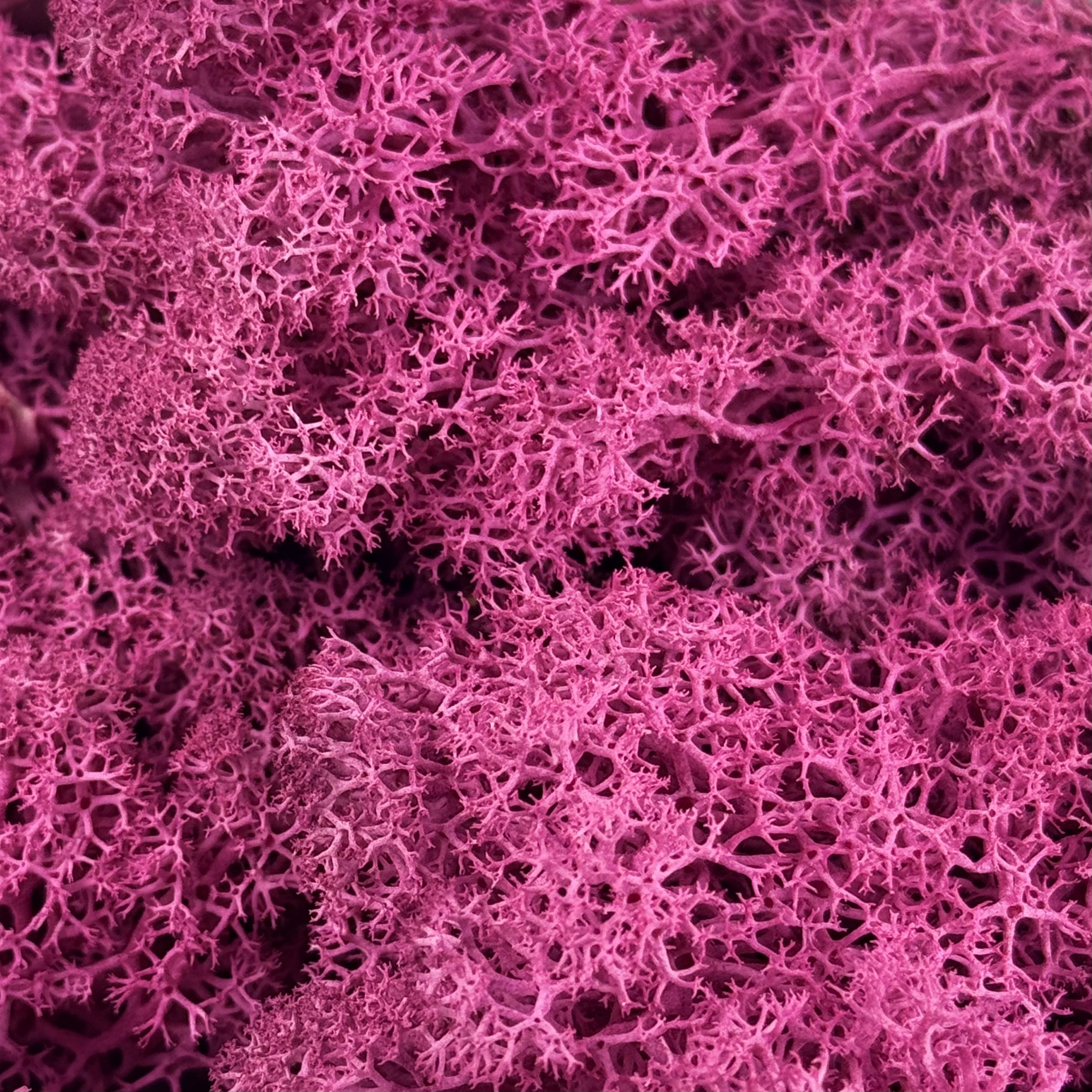 Islandmoos | Magenta