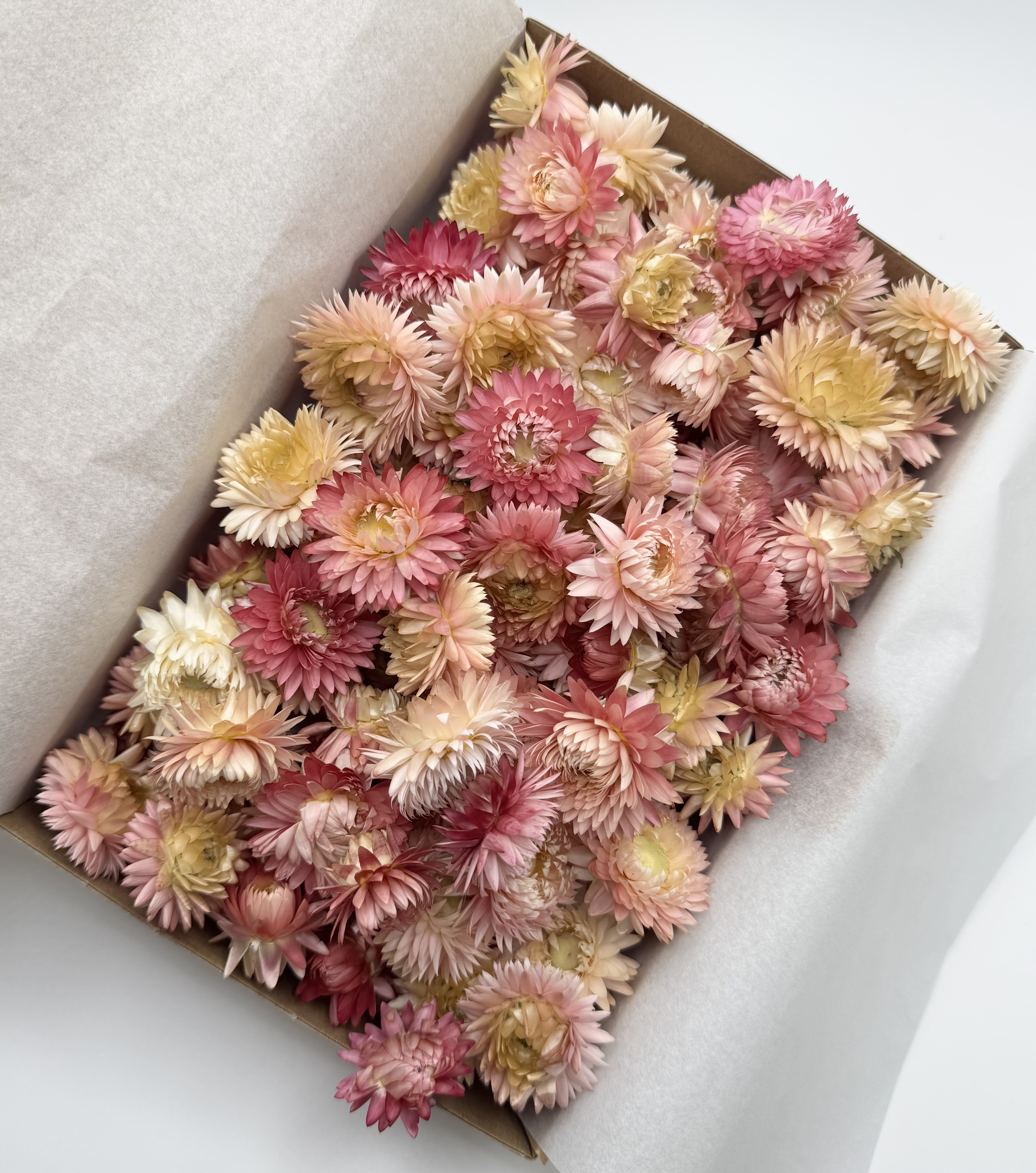 Strohblumenköpfe Rosa | L