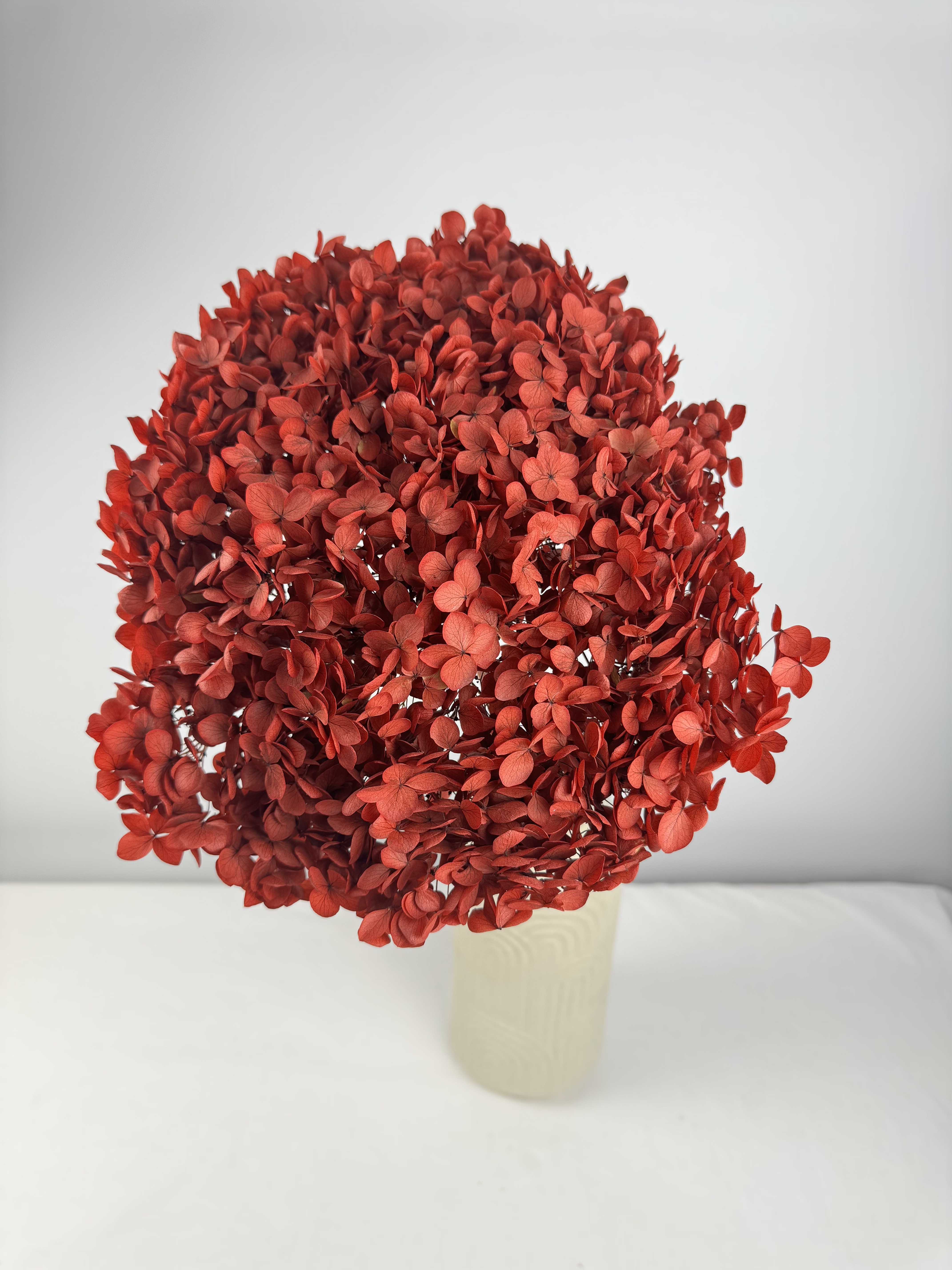 Anna-Hortensie XL mit Stiel | Rot