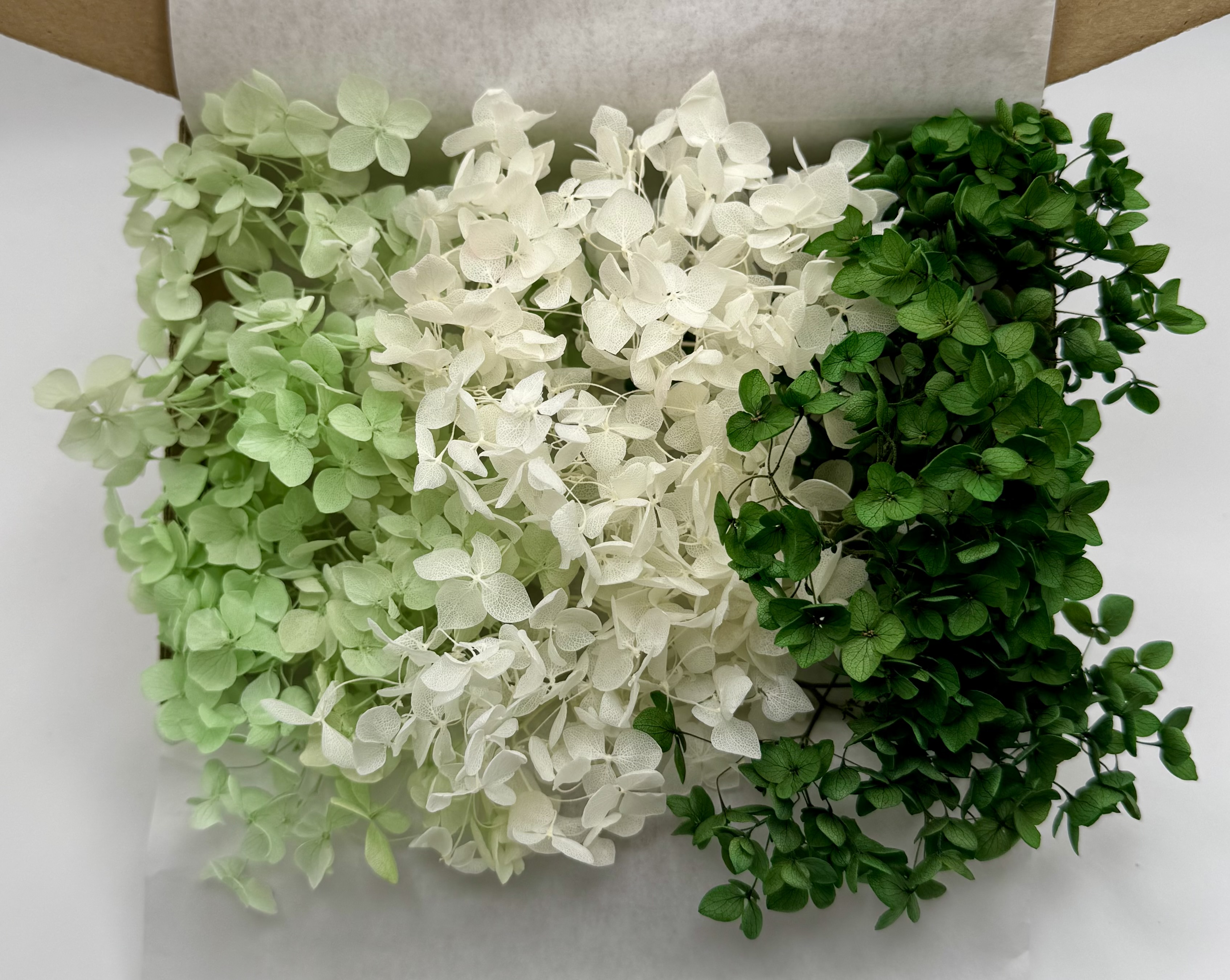 Hortensienzauber No. 4