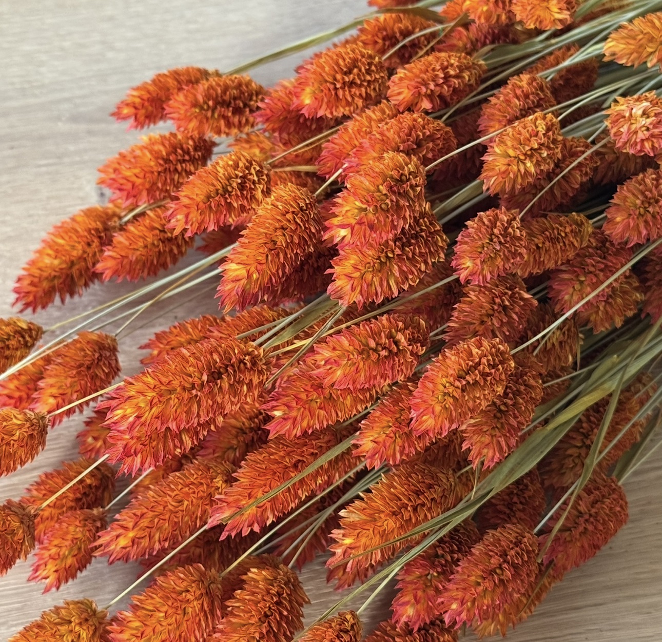 Phalaris | Kanariengras | Orange