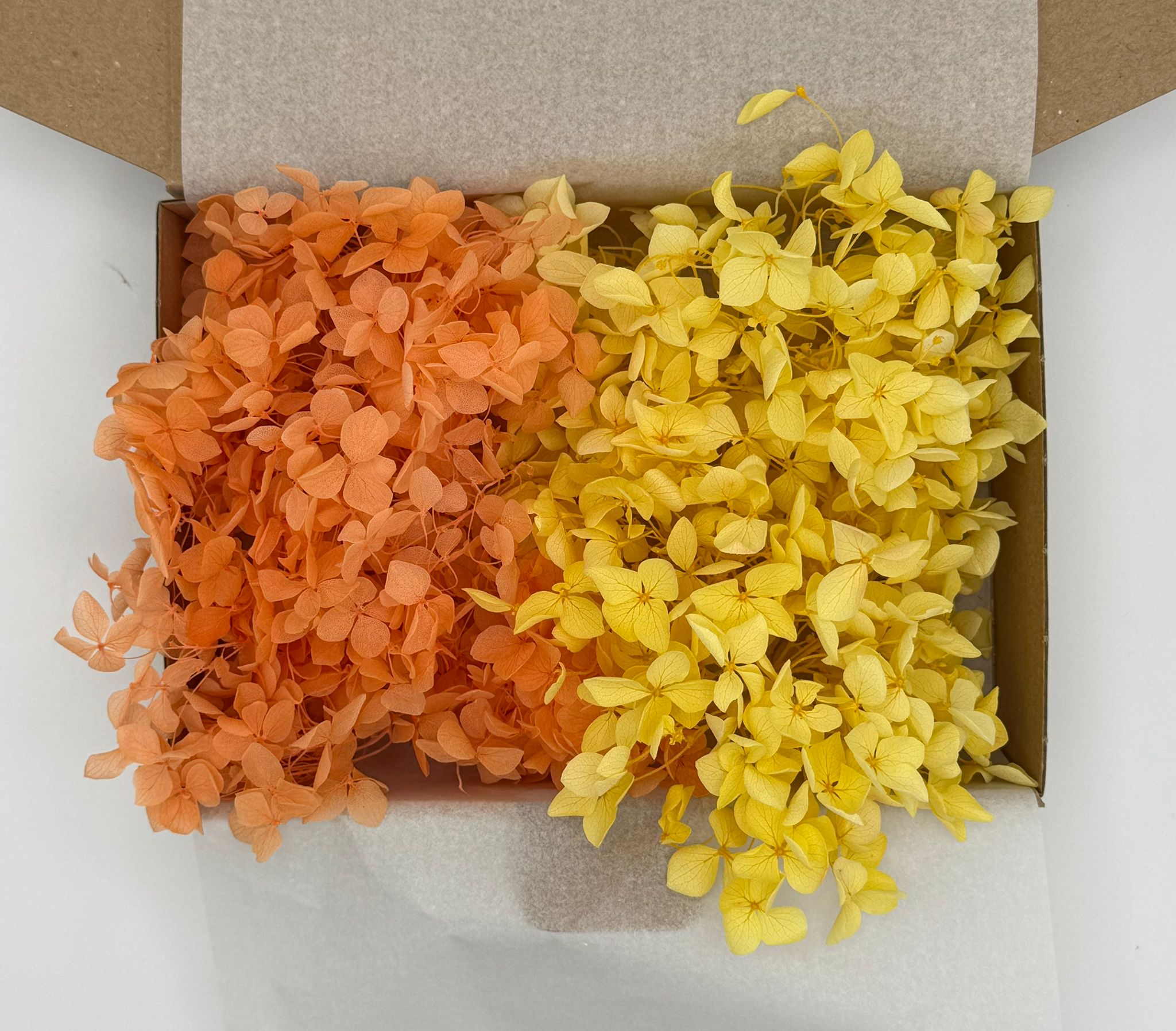 Hortensien Mix | Peach/Gelb